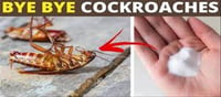 Are cockroaches bothering you? Use these simple tips...